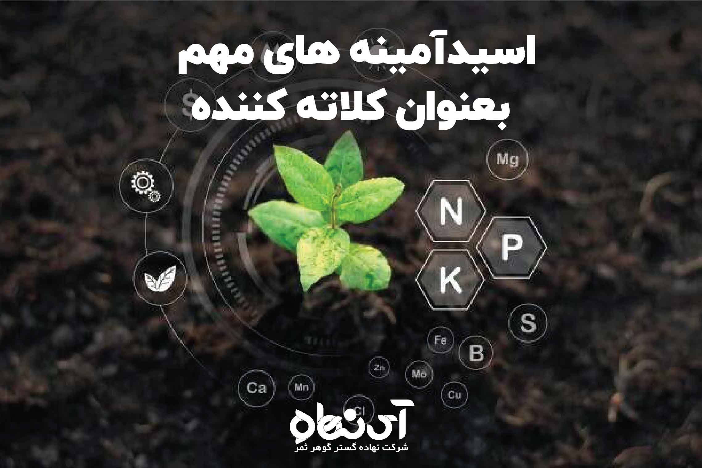 اسیدآمینه های مهم بعنوان کلاته کننده